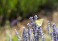 Clouded Sulfur Butterfly on fresh lavender flowers