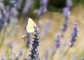 Clouded Sulfur Butterfly and honey bee on fresh lavender flowers Royalty Free Stock Photo