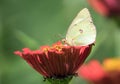 Clouded Sulfur butterfly on orange flower, Canada