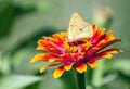 Clouded Sulfur butterfly on zinnia