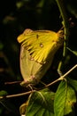 Clouded Sulphur butterflies mating Royalty Free Stock Photo