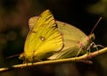 Clouded sulphur butterflies mating Royalty Free Stock Photo