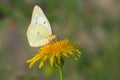 Clouded Sulphur - Colias philodice