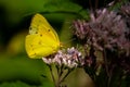 Clouded Sulphur Butterfly (Colias philodice) Royalty Free Stock Photo