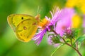 Clouded Sulphur - Colias philodice Royalty Free Stock Photo