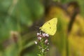 Clouded Sulphur Butterfly   708850 Royalty Free Stock Photo