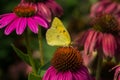 Clouded Sulphur Butterfly Royalty Free Stock Photo