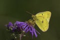 Clouded Sulphur Butterfly Royalty Free Stock Photo