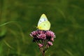 Clouded Sulphur   51008 Royalty Free Stock Photo