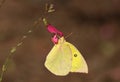 Clouded Sulphur Butterfly on Pink Wildflower Royalty Free Stock Photo
