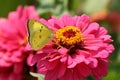 Clouded Sulphur Butterfly on Pink Zinnia Royalty Free Stock Photo