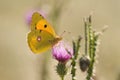 Clouded Sulphur Butterfly on purple thistle Royalty Free Stock Photo