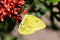 Clouded Sulphur Butterfly. On red Flowers. Royalty Free Stock Photo