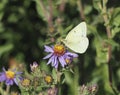 Clouded sulphur butterfly on a rocky mountain aster
