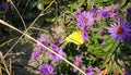 Clouded Sulphur Butterfly Enjoying the Sun Royalty Free Stock Photo