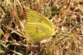 Clouded Sulphur Butterfly in Spring Grass Royalty Free Stock Photo