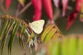 Clouded Sulfur Butterfly In Autumn