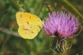 Clouded Sulphur Butterfly on Virginia Thistle