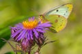 Clouded Sulphur - Colias philodice Royalty Free Stock Photo