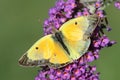 Clouded Sulphur Colias philodice Butterfly