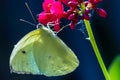 Clouded Sulphur (Colias philodice) Royalty Free Stock Photo