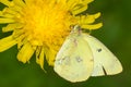 Clouded Sulphur - Colias philodice Royalty Free Stock Photo