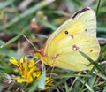 Clouded Sulphur Butterfly Royalty Free Stock Photo