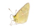 Clouded Sulphur landed on the ground, Colias philodice