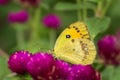 Clouded yellow Colias croceus butterfly Royalty Free Stock Photo