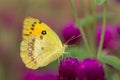 Clouded yellow Colias croceus butterfly Royalty Free Stock Photo