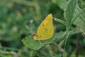 Clouded yellow butterfly Royalty Free Stock Photo