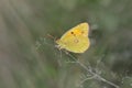Clouded yellow butterfly (Colias crocea).
