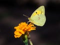Clouded Yellow butterfly (Colias croceus) Royalty Free Stock Photo
