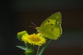 Clouded Yellow butterfly (Colias croceus) Royalty Free Stock Photo