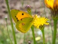 Clouded yellow butterfly Colias croceus perched on a flower with blurred background Royalty Free Stock Photo