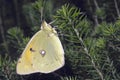 clouded yellow butterfly Colias croceus Royalty Free Stock Photo
