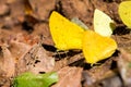 Clouded Yellow butterfly Royalty Free Stock Photo