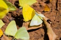 Clouded Yellow butterfly Royalty Free Stock Photo