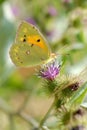 Clouded yellow butterfly feeding on flower