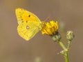 Clouded Yellow butterfly feeding on nectar Royalty Free Stock Photo