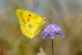 Clouded Yellow butterfly feeding on nectar Royalty Free Stock Photo