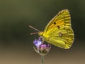 Clouded Yellow butterfly feeding on nectar Royalty Free Stock Photo