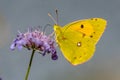 Clouded Yellow butterfly feeding on nectar Royalty Free Stock Photo