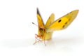 Clouded Yellow butterfly  on white Royalty Free Stock Photo