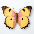Clouded Yellow Butterfly: Minimalist Photography Installation