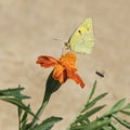 Clouded Yellow Butterfly Colias Croceus Feeding on Marigold Flower Royalty Free Stock Photo
