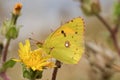 Clouded yellow Butterfly (Colias croceus). Royalty Free Stock Photo