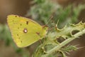 Clouded yellow Butterfly (Colias croceus). Royalty Free Stock Photo