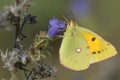 A Clouded yellow Butterfly (Colias croceus)on viper's bugloss or blueweed (Echium vulgare). Royalty Free Stock Photo