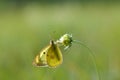 Clouded yellows yellow butterfly on a flower in nature macro